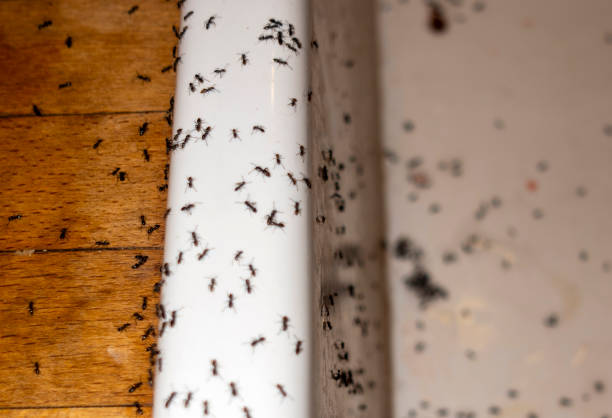 Best Affordable Pest Control Services  in Glassboro, NJ